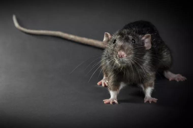 Comment éviter le retour des rats après une dératisation ?, Carros, Entreprise Plus 3D